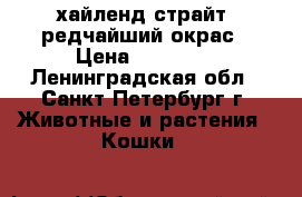 хайленд страйт, редчайший окрас › Цена ­ 20 000 - Ленинградская обл., Санкт-Петербург г. Животные и растения » Кошки   